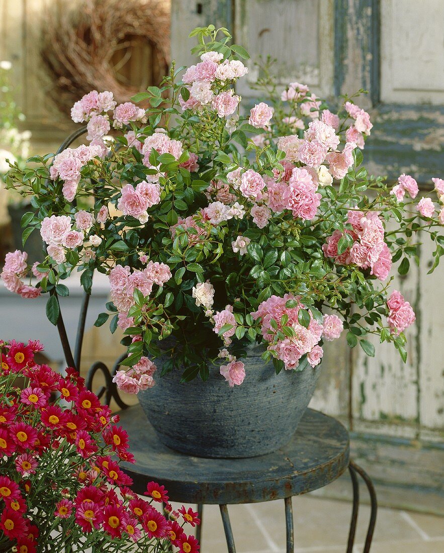 Rose 'Fairy' in pot