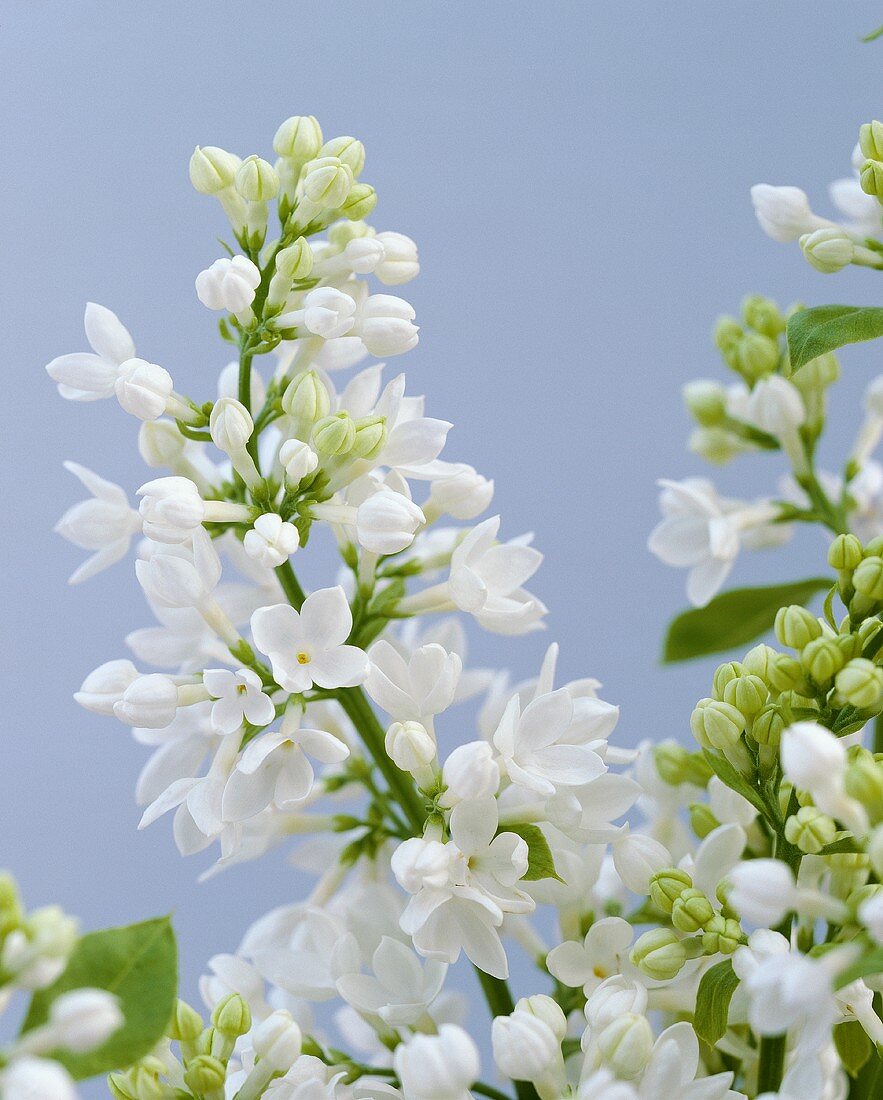 White lilac