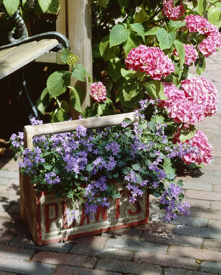 Hortensie und Glockenblumen im Kübel