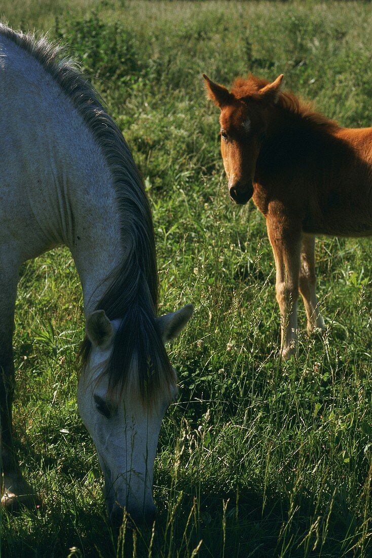 Zwei Pferde auf der Wiese