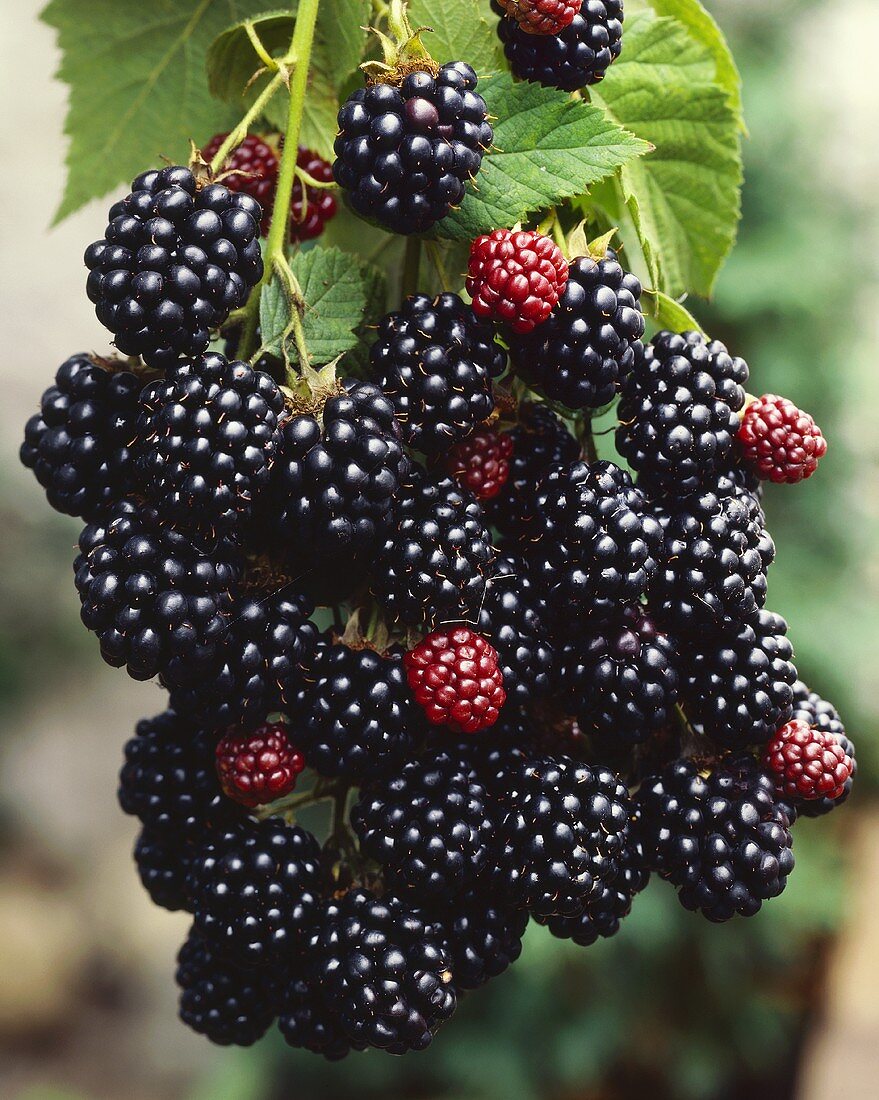 Brombeeren am Strauch