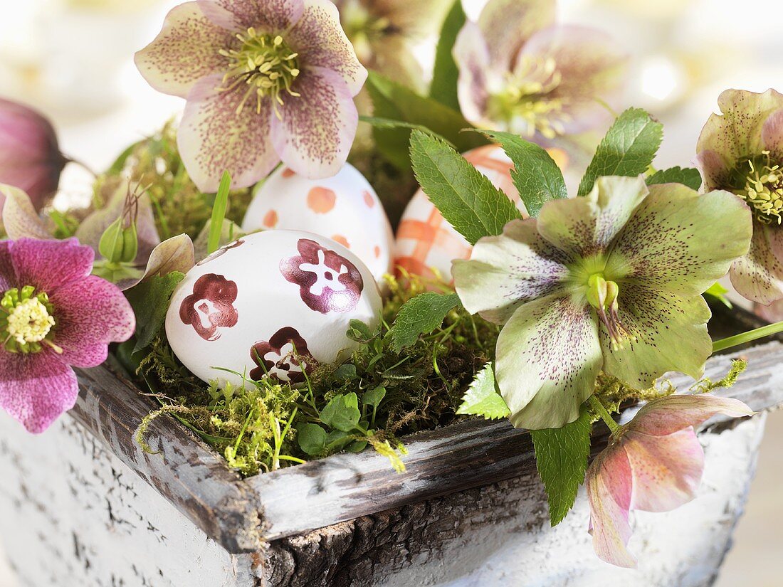 Christmas roses and painted eggs in Easter basket