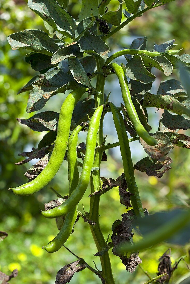 French beans on the plant