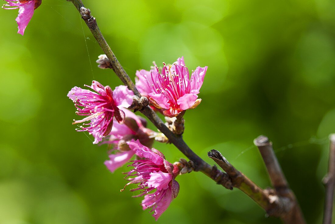 Pfirsichblüten am Zweig