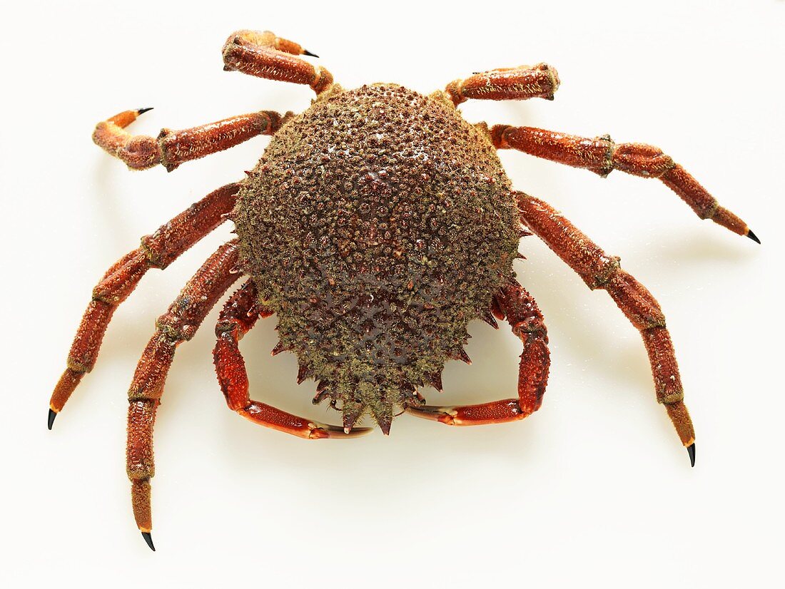 Spider crab on white background