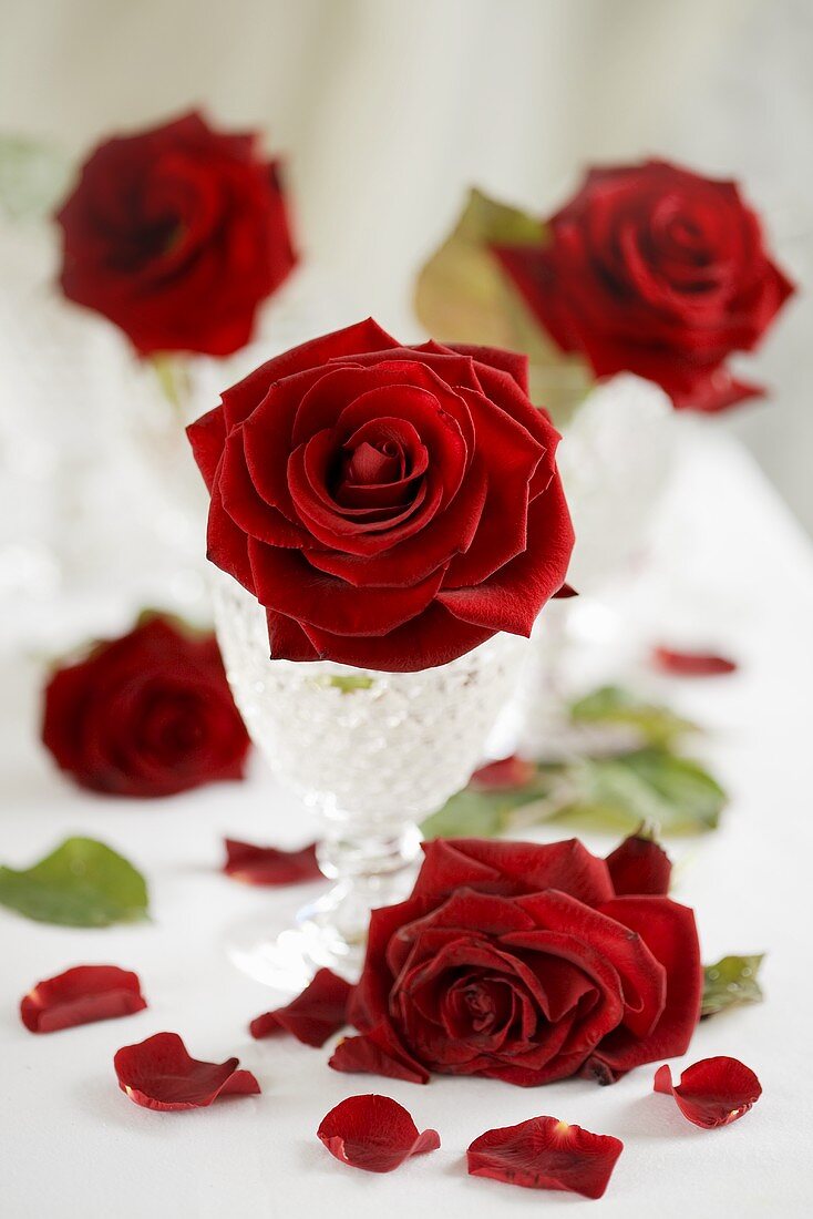 Red roses, some in crystal glasses