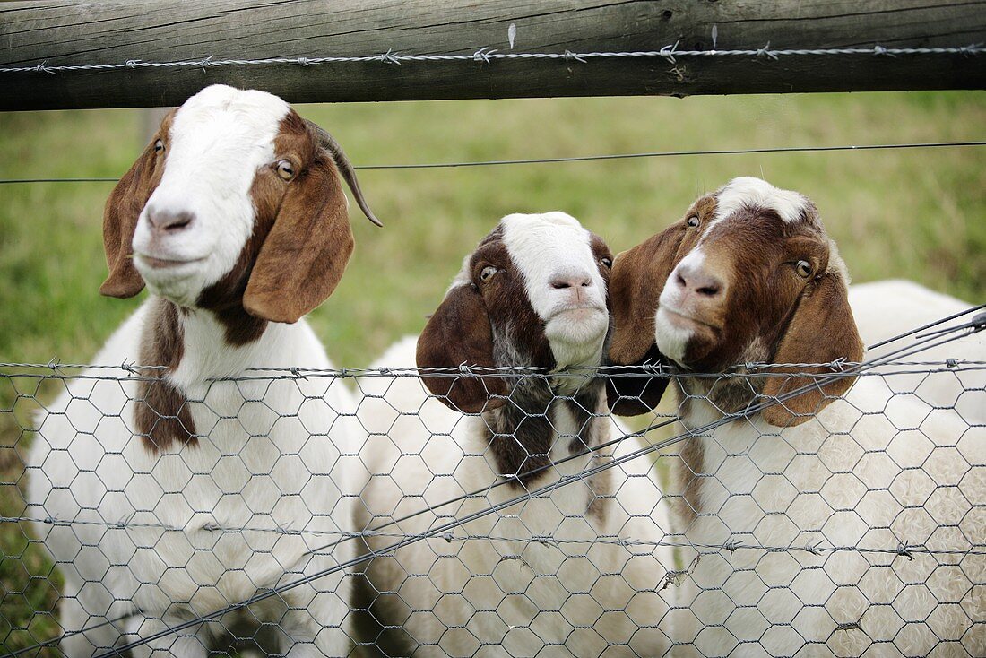 Goats by the fence in a field