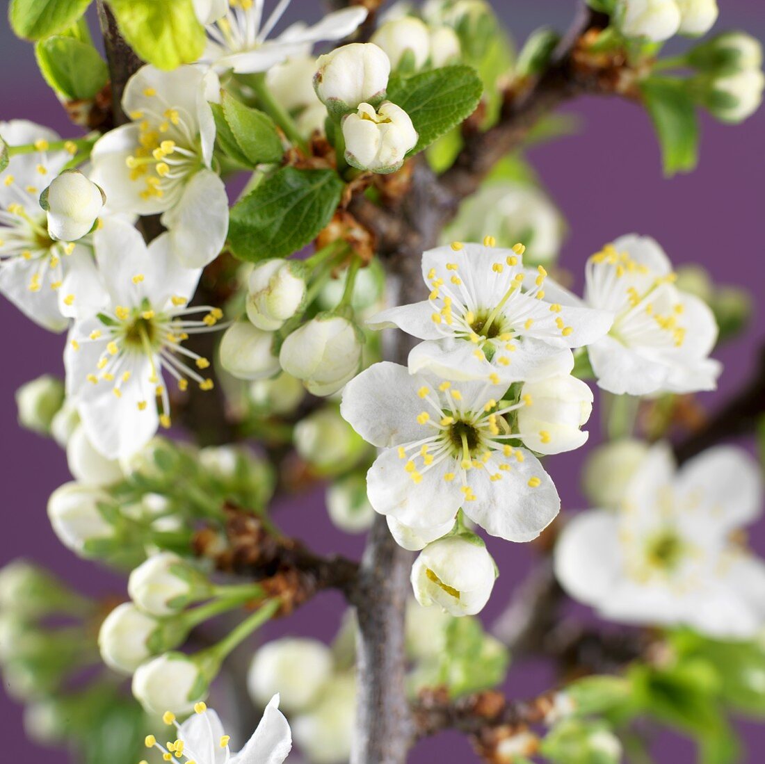 Branches of plum blossom (close-up)