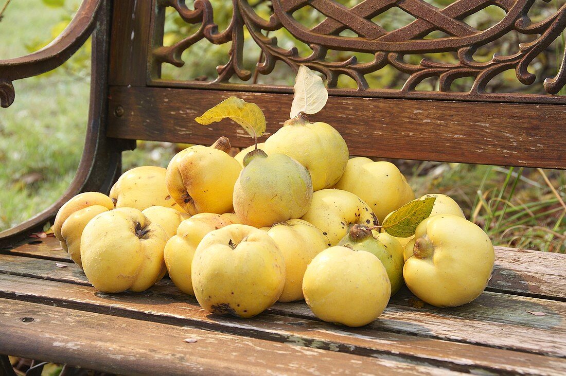 Freshly picked quinces on a garden seat