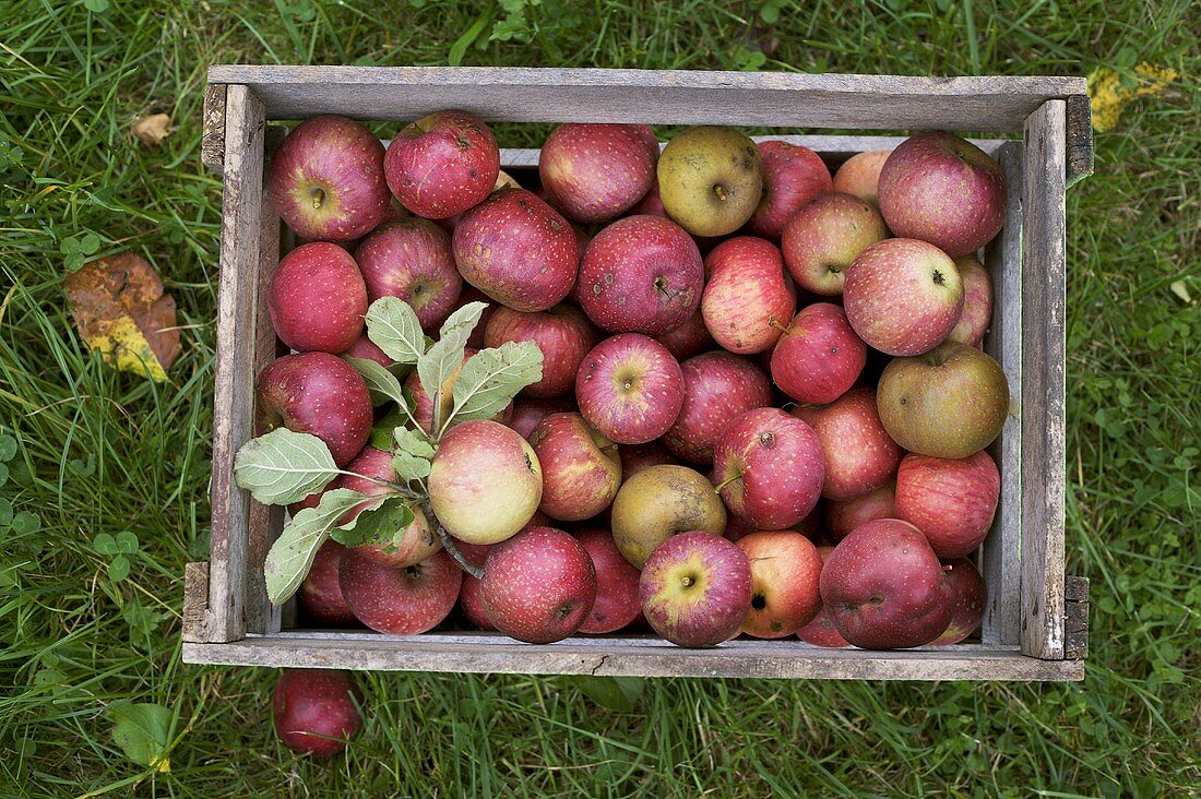 Box of organic apples on grass (overhead view)