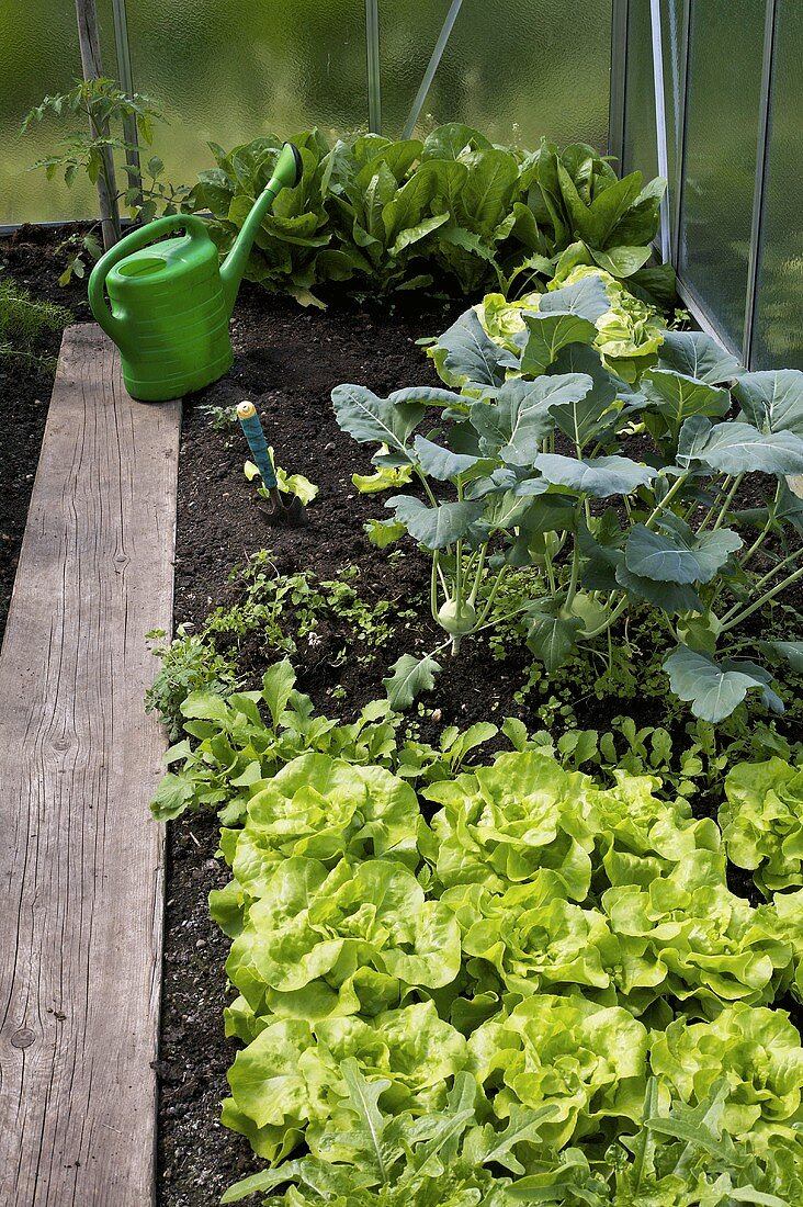 Lettuce and vegetables in greenhouse