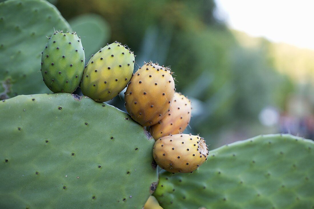 Kaktusfeigen an der Pflanze