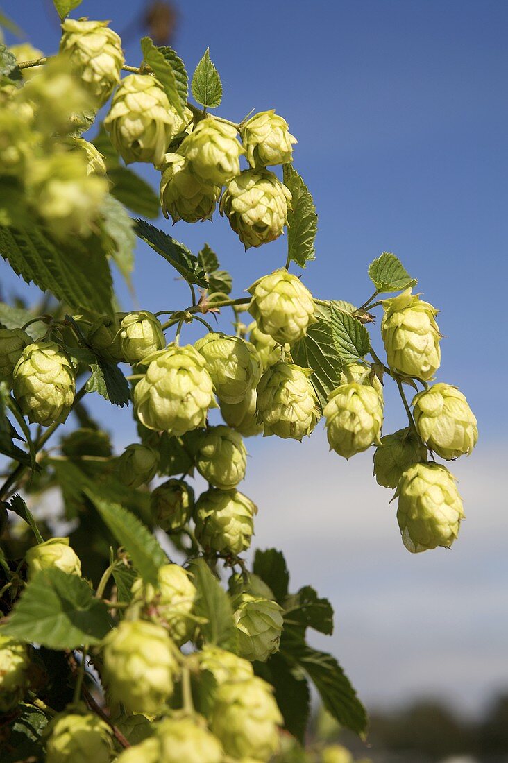 Hopfen (Ausschnitt)