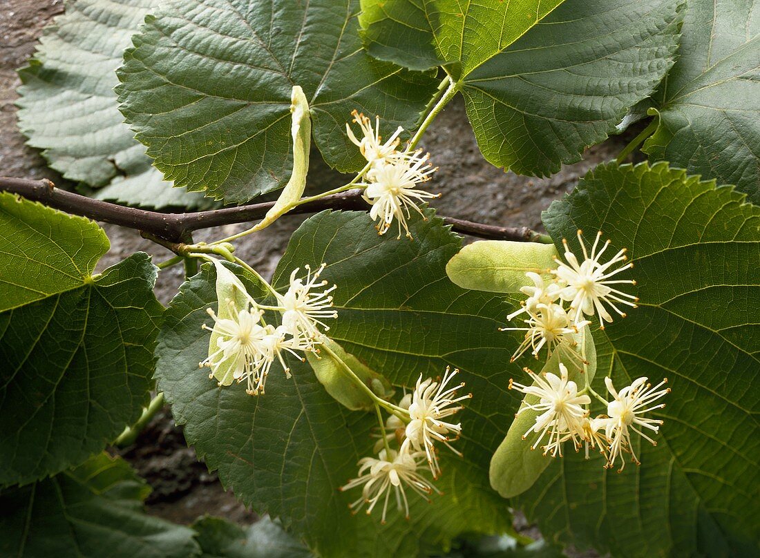 Lindenblüten am Zweig