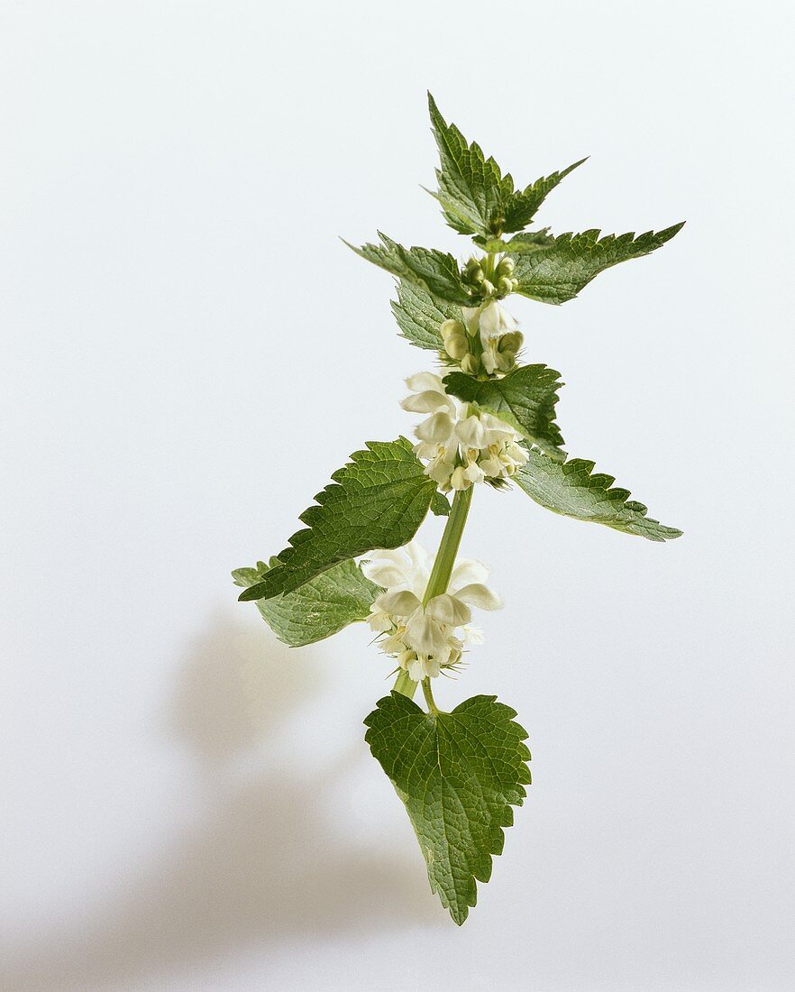 White dead-nettle (Lamium album)