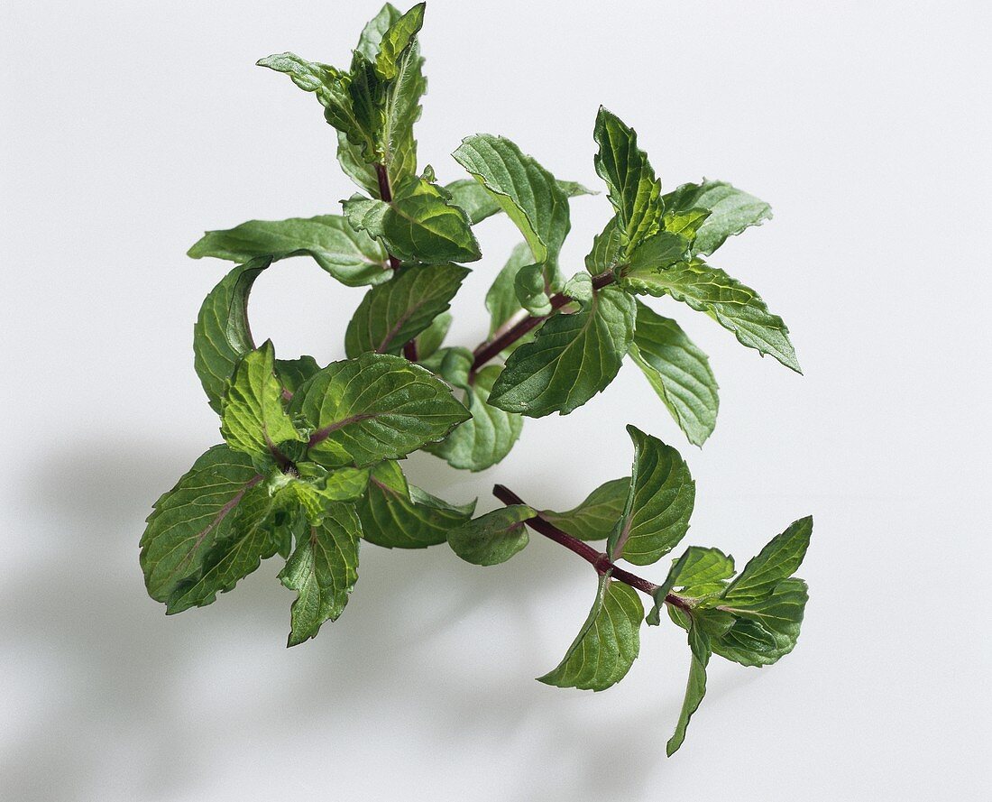 Englische Pfefferminze (Mentha x piperita 'Mitcham')