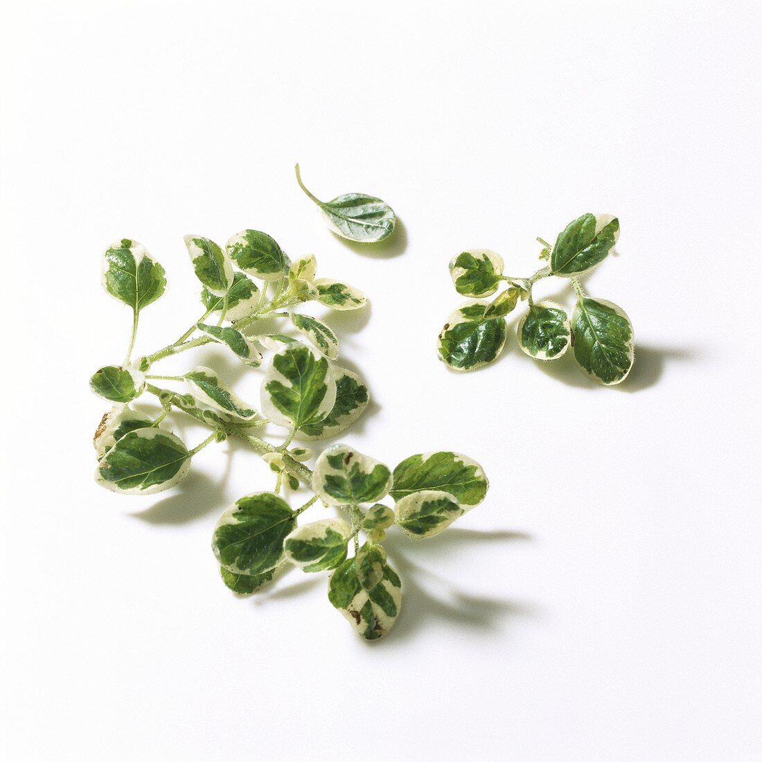 Lemon thyme, 'Jamaica Thymian' (Thymus x citriodorus)