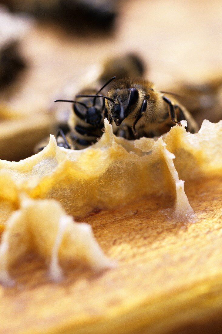 Bees building a honeycomb