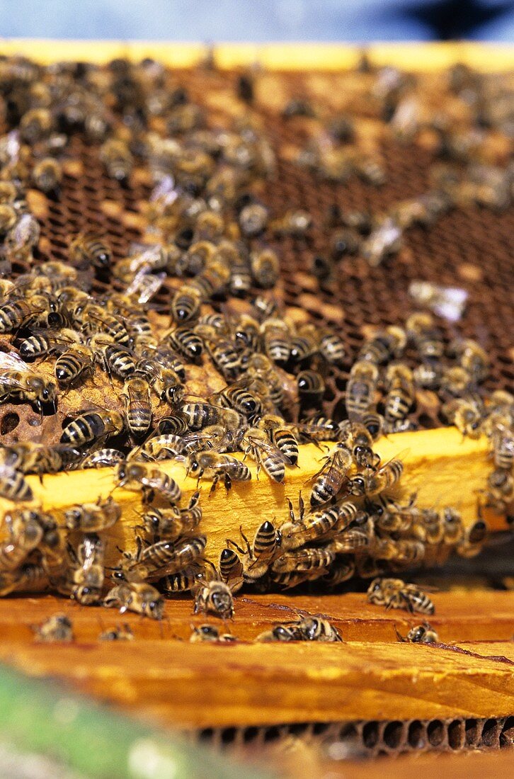 Viele fleissige Bienen in einem Bienenstock