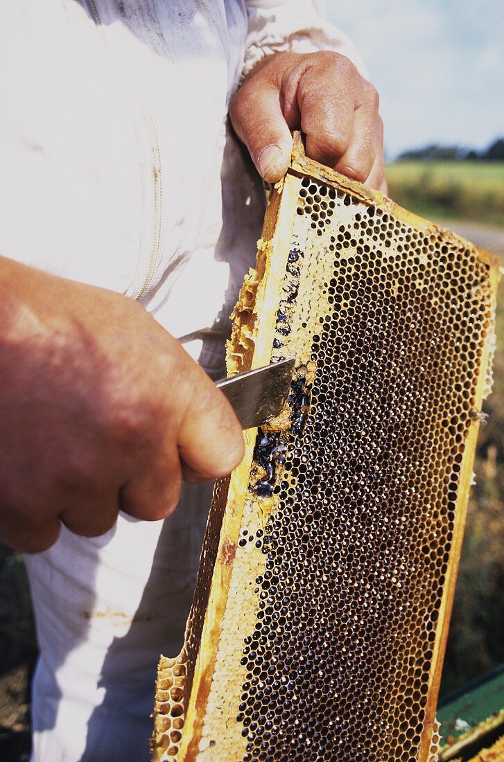 Beekeeper working on a honeycomb