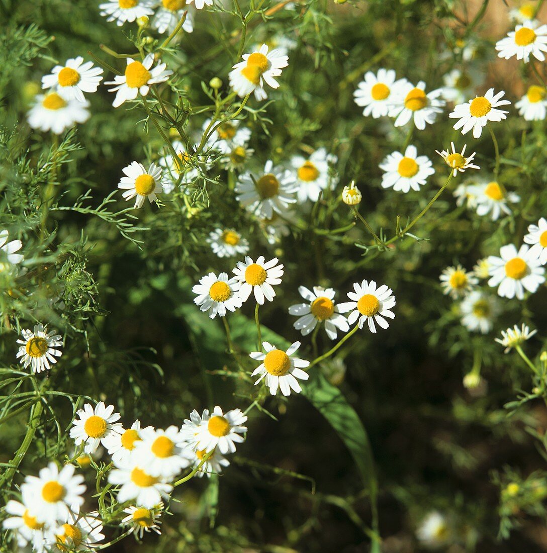 Echte Kamillenblüten