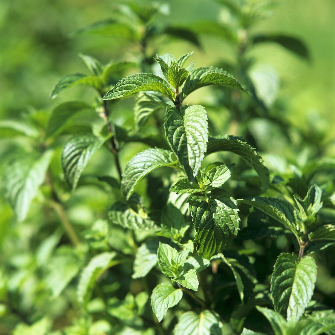 Peppermint in garden