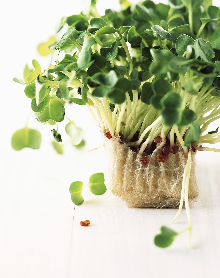 Cress with roots