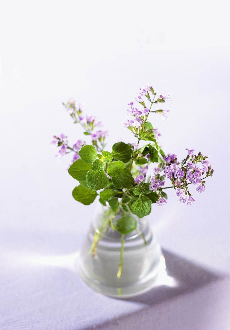 Minze der Sorte 'Calamint' in einer kleinen Vase