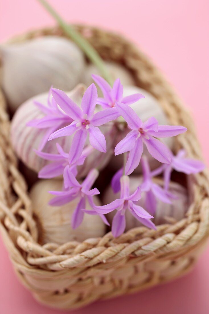 Wild garlic flower lying on garlic bulbs