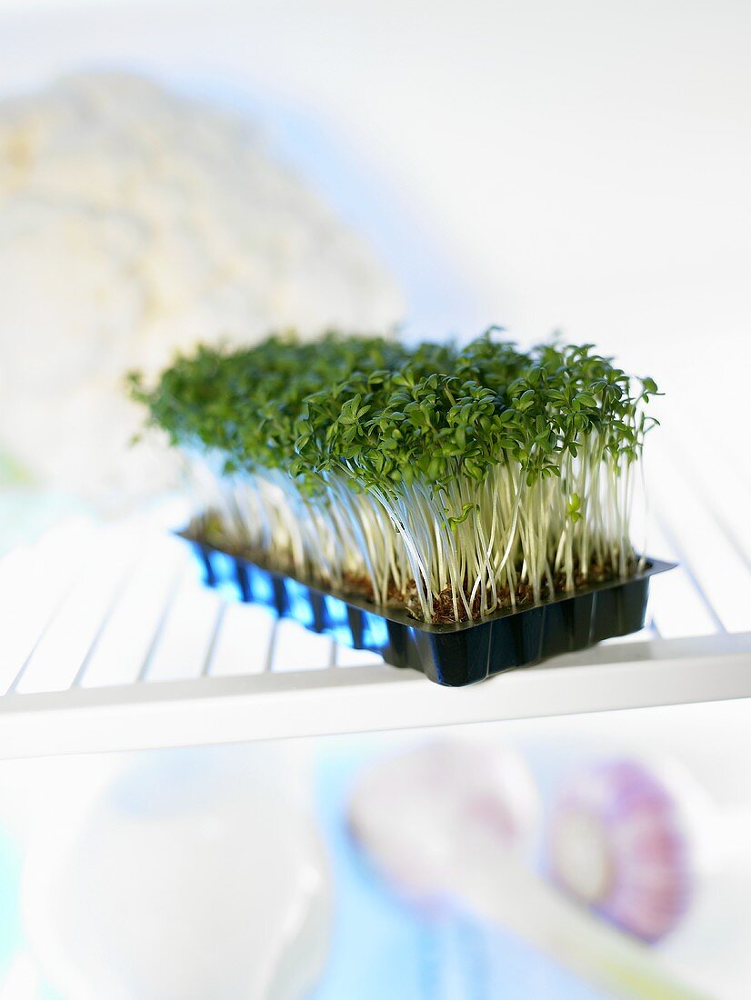 Cress in plastic punnet in fridge