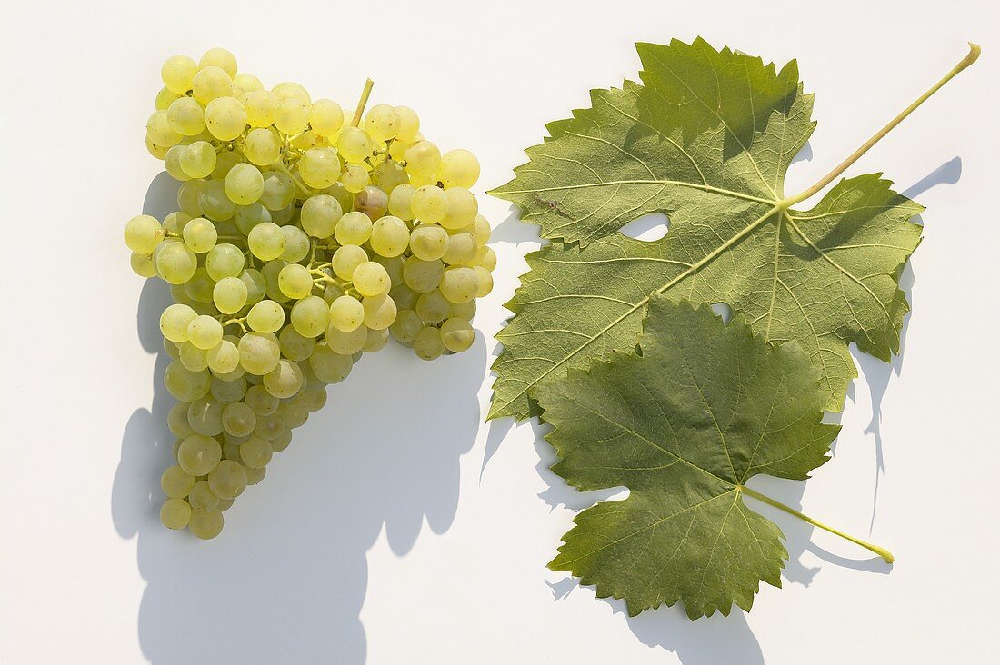 White wine grapes, variety 'Grüner Veltliner'