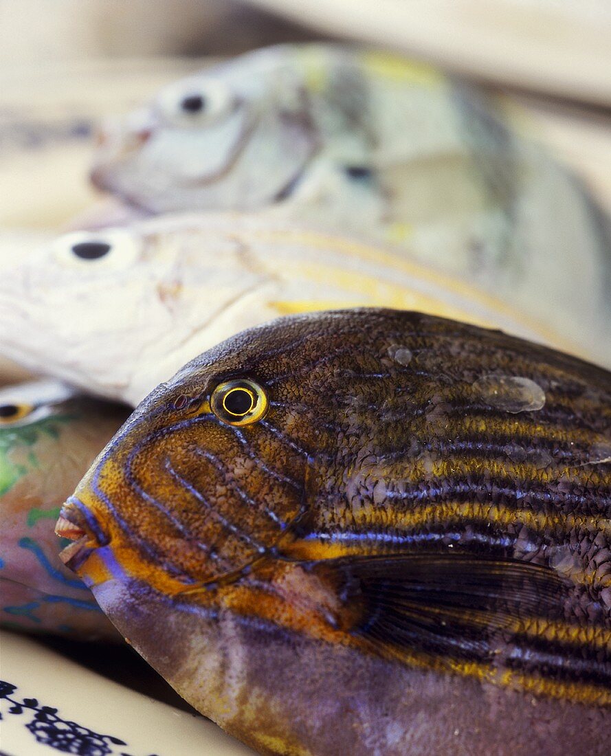 Trigger fish on plate with exotic fish