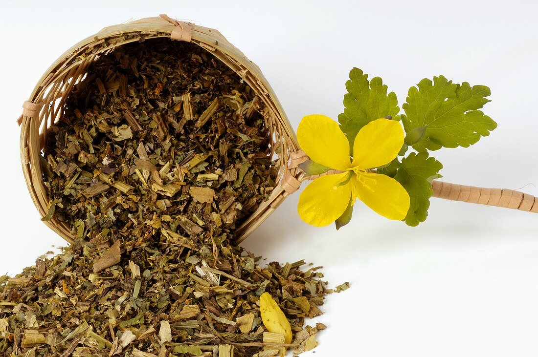 Fresh and dried greater celandine