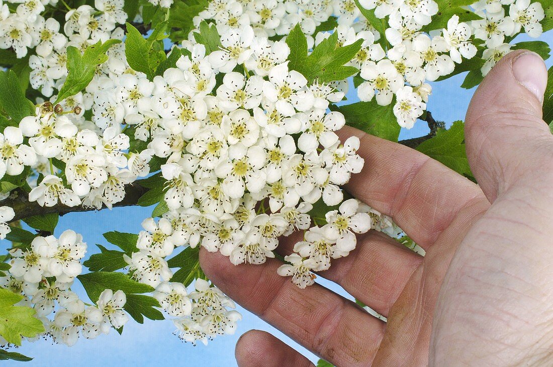 Hand greift an Blüten des eingriffeligen Weissdorn