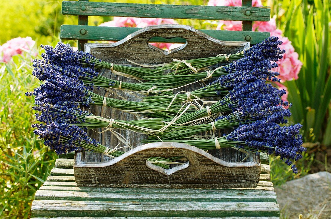 Lavendelsträusse auf einem Tablett im Garten