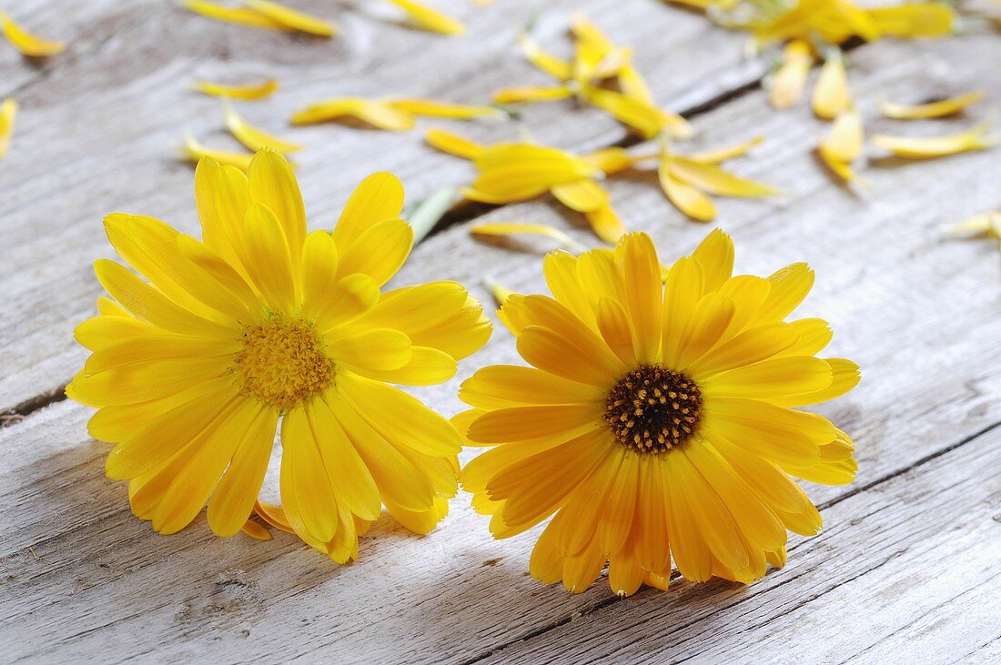 Two marigold flowers