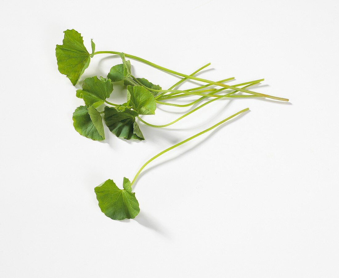 Asian watercress