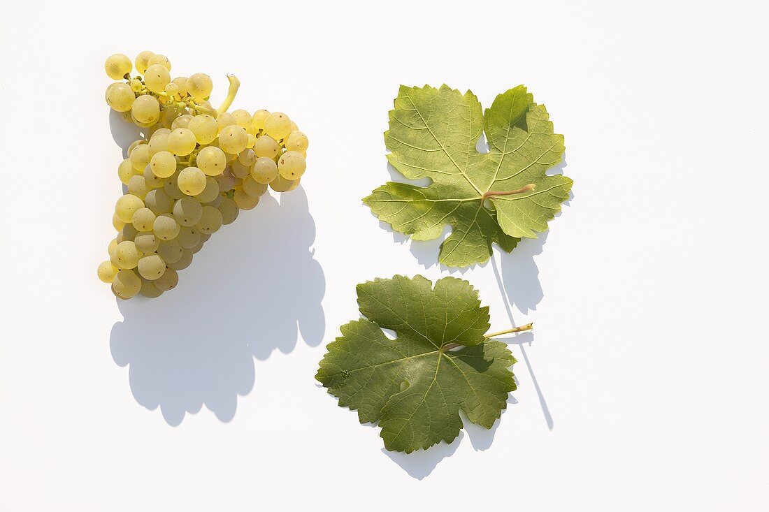White wine grapes, variety 'Nobling'