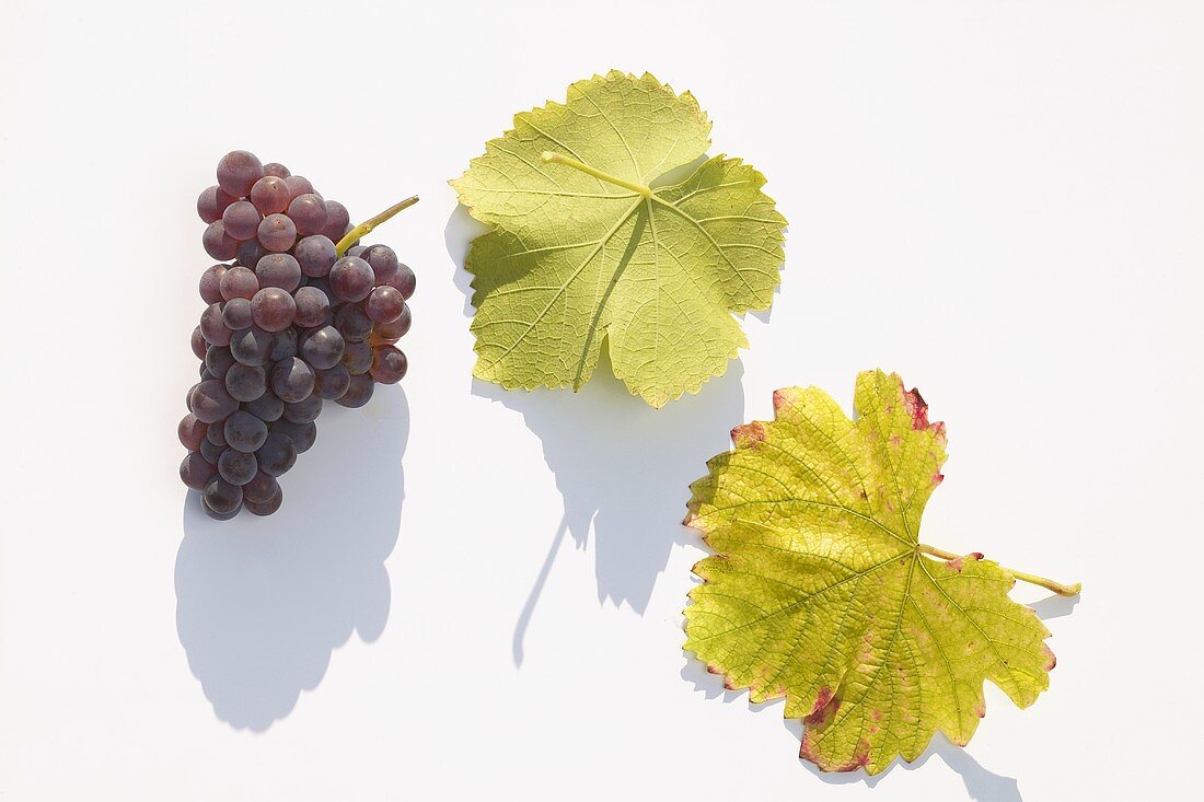 Red wine grapes, variety 'Schwarzer Silvaner'
