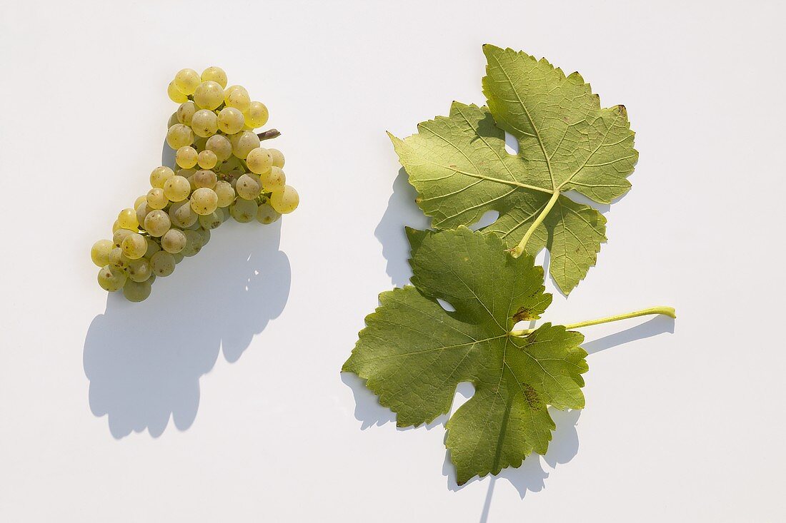 White wine grapes, variety 'Muskat-Ottonel'