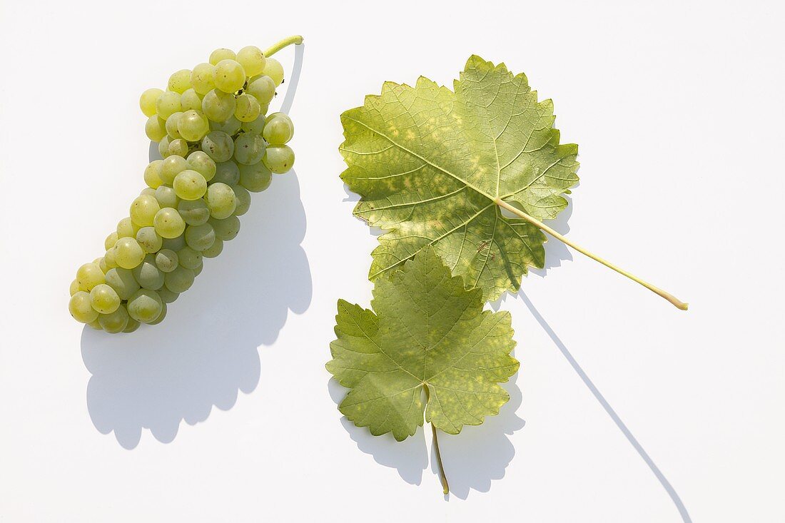 White wine grapes, variety 'Scheurebe'