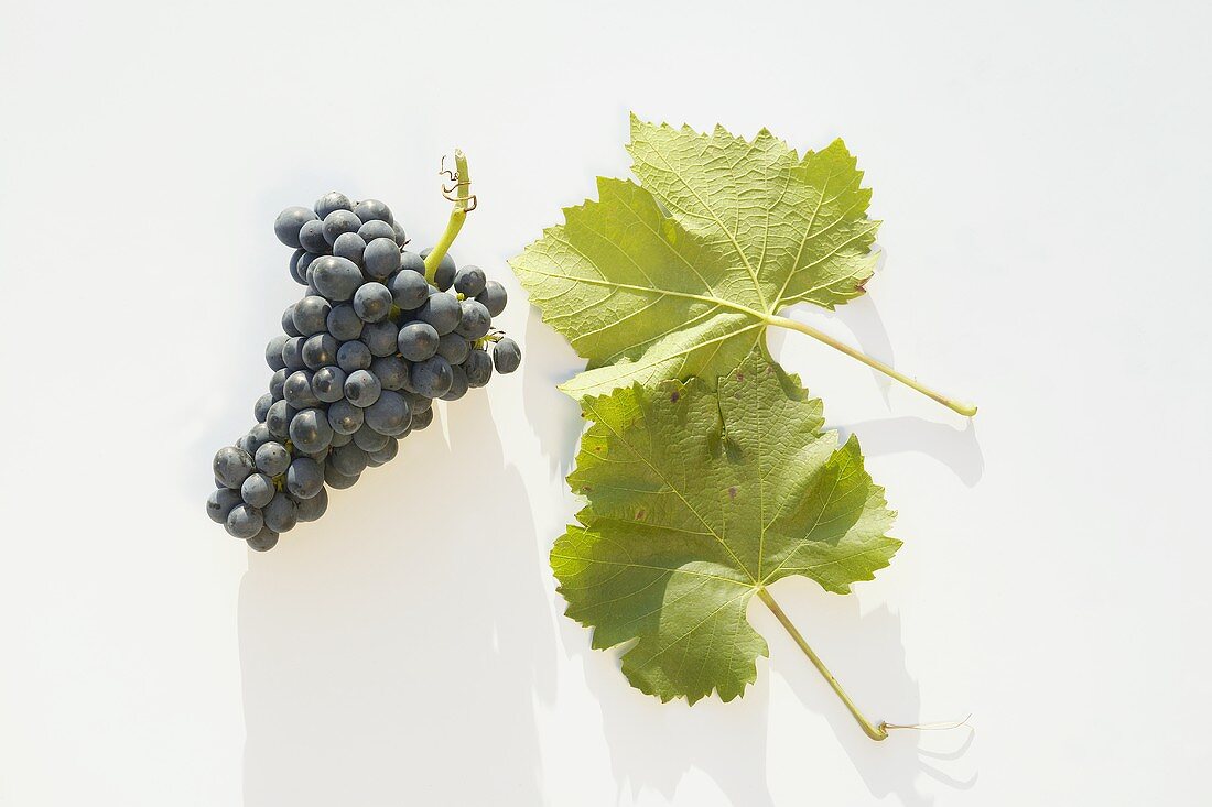 Red wine grapes, variety 'St. Laurent'