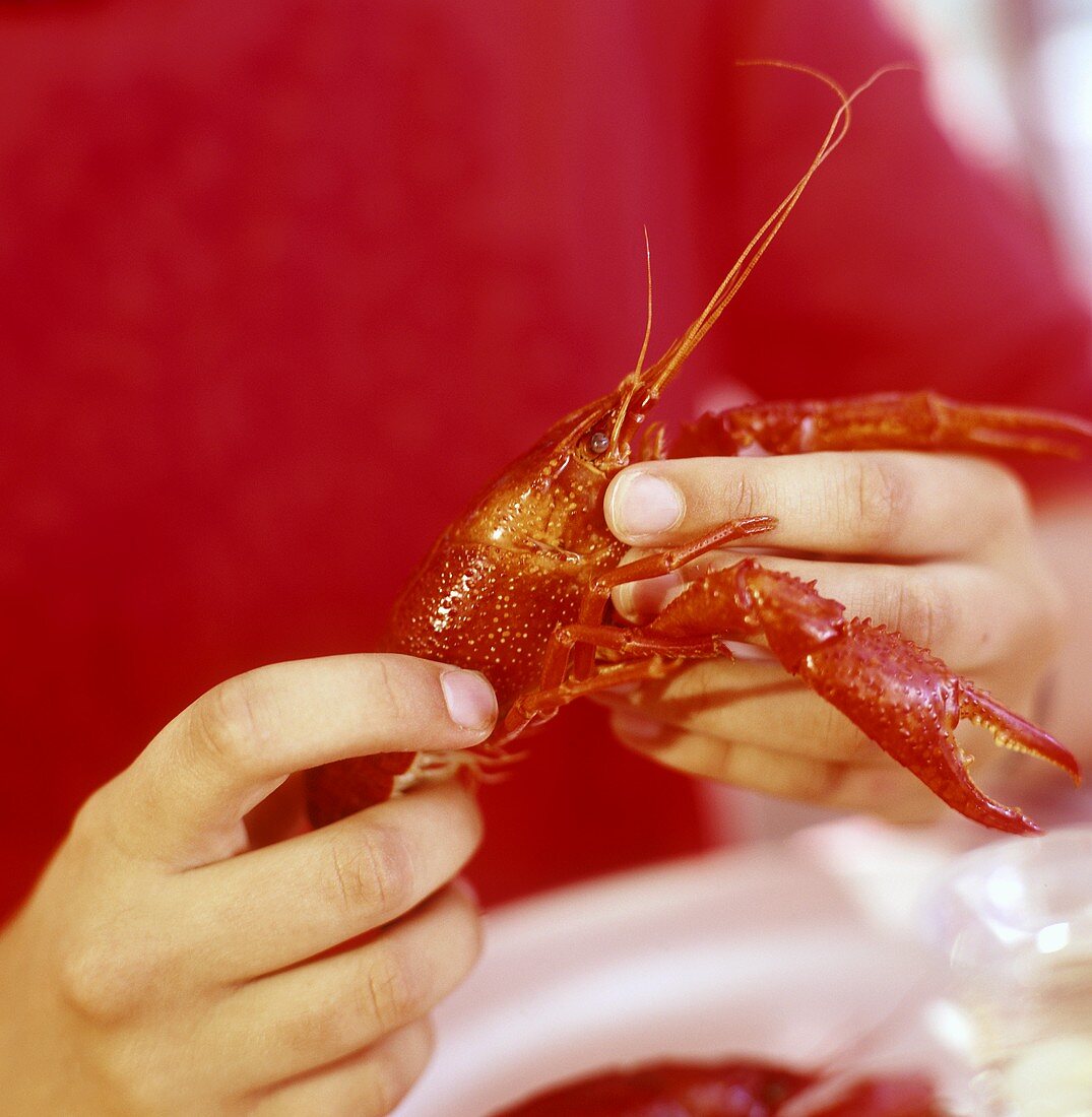 Hands holding a cooked freshwater crayfish