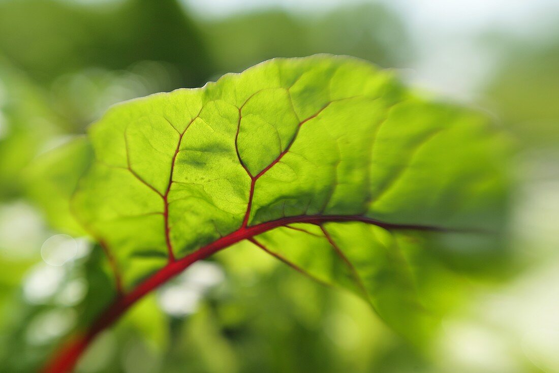 Chard leaf
