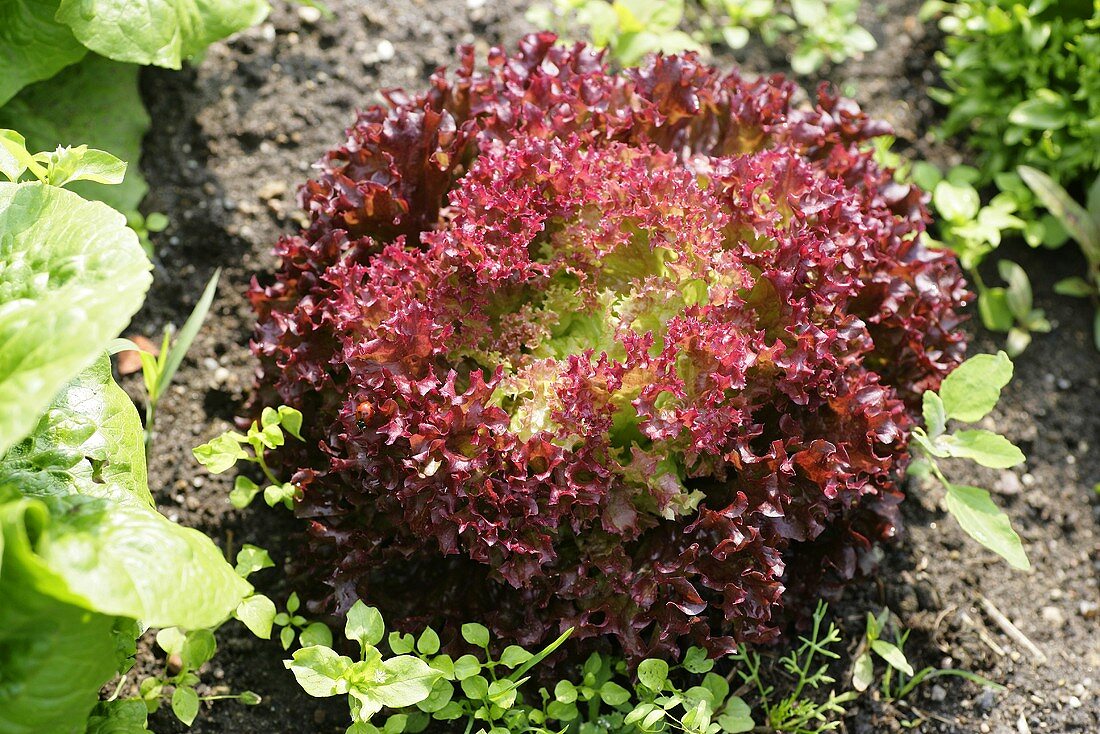 A head of 'Concorde' loose-leaf lettuce