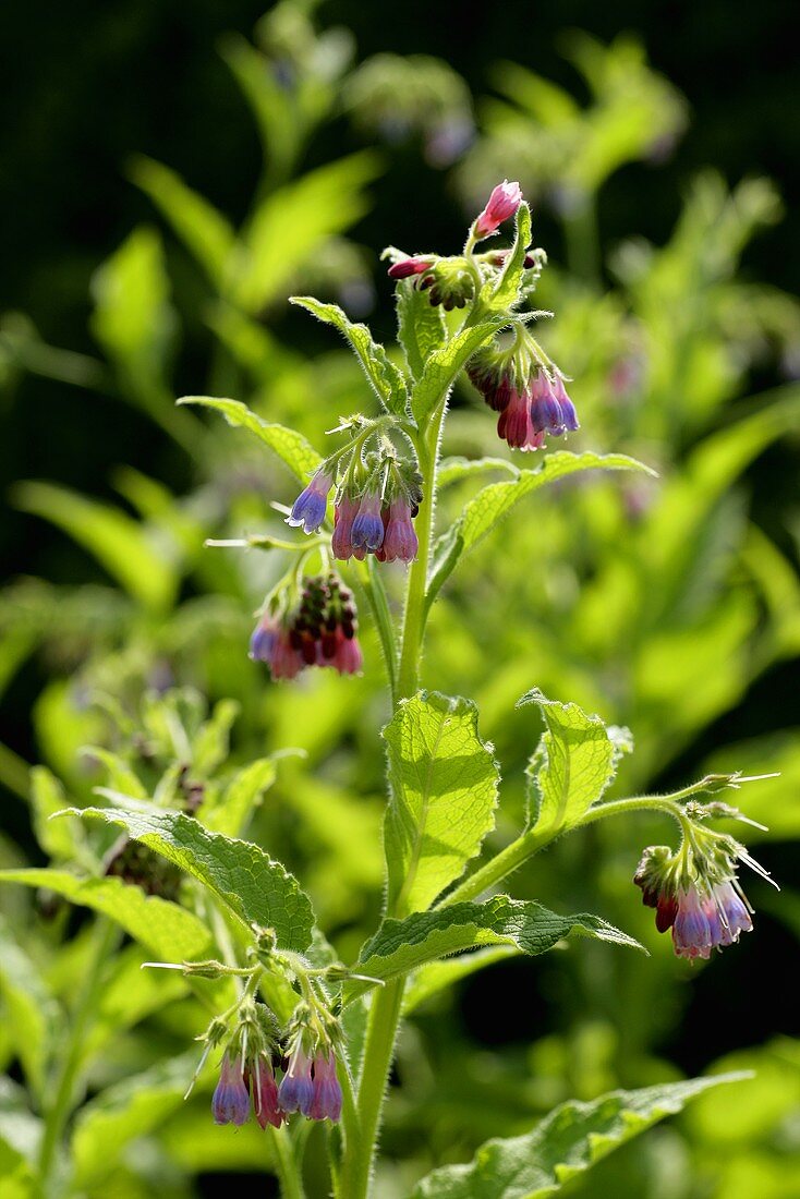 Common comfrey