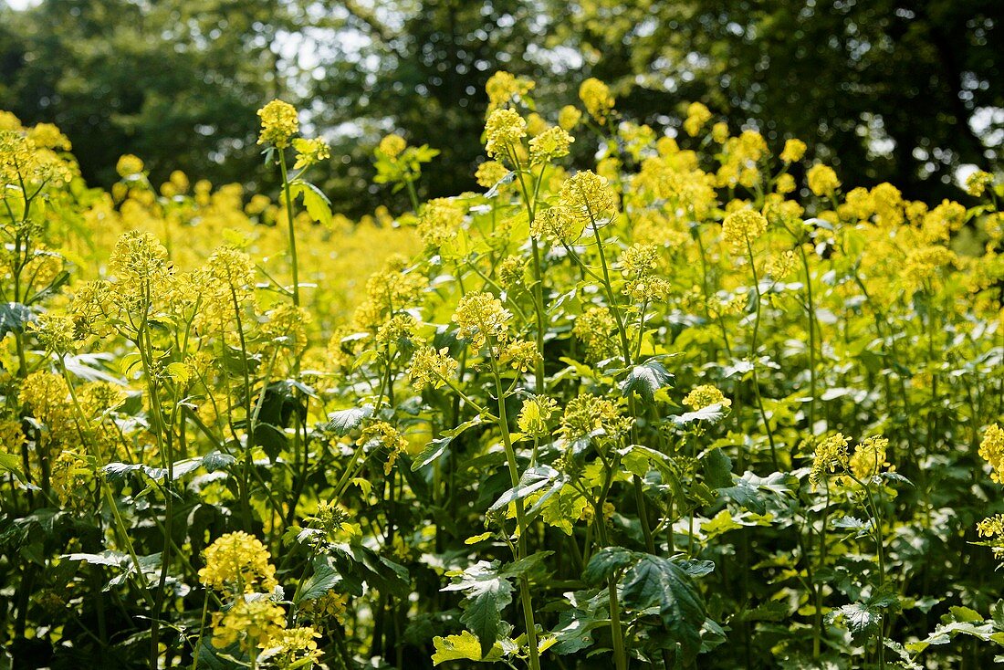 Blühende gelbe Senfpflanzen