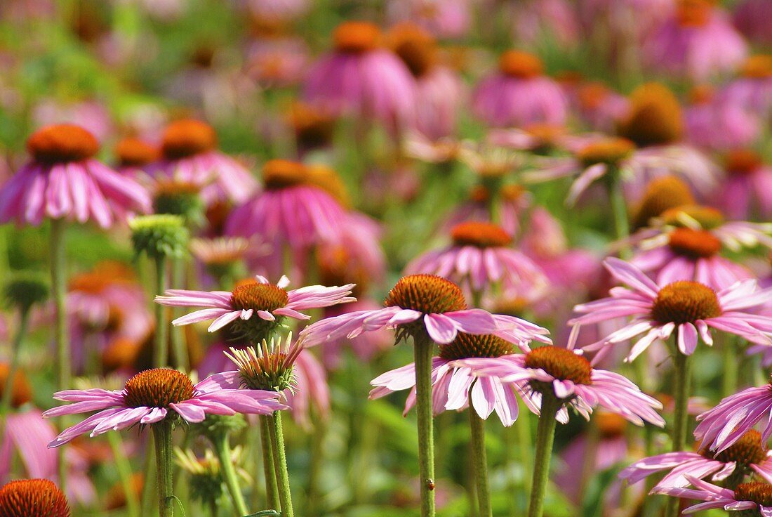 Purple cone flower (Echinacea purpurea)