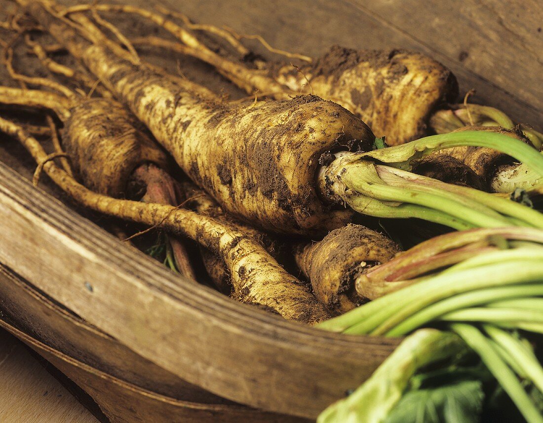 Freshly dug parsnips