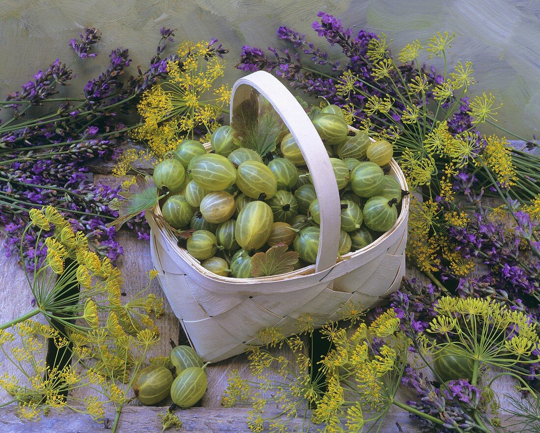 Gooseberries in a small basket with dill and lavender flowers